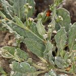 Eriogonum gossypinum Habit