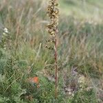 Artemisia atrata Habit