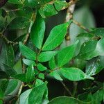 Cynometra mannii Blatt