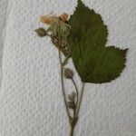 Rubus caesius Õis