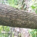 Quercus montana Corteza