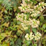 Solidago bicolor Flower