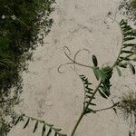 Vicia peregrina Hoja