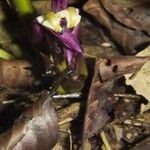 Goeppertia cleistantha Coajă
