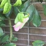 Lapageria rosea Λουλούδι