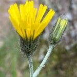 Hieracium glaucinum Flower