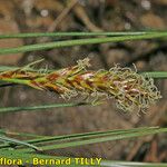 Blysmus compressus Mbuma