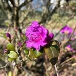 Rhododendron lapponicum Cvet