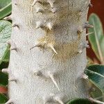 Pachypodium rosulatum Écorce