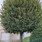 Fremontodendron californicum Schors