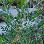 Leptospermum laevigatum Blad