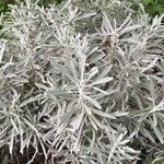 Helichrysum panormitanum Habit