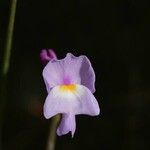 Utricularia purpureaFolha