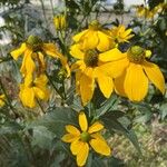 Rudbeckia nitida Квітка