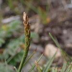 Carex uncinioides 花