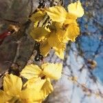 Parkinsonia praecox Цветок