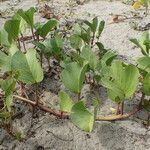 Ipomoea pes-caprae Leaf