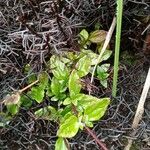 Ageratina gracilis Leaf
