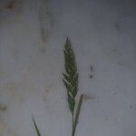 Gastridium ventricosum Flor