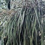 Brassavola tuberculata Hábito