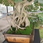 Ficus padana 樹皮