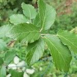 Rubus montanus Blad