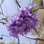 Jacaranda mimosifolia Květ