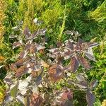 Solanum chenopodioides Blatt