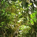Swietenia macrophylla Folha