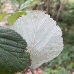 Aria edulis Leaf