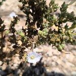 Heliotropium sinuatum Flor