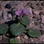 Phacelia calthifolia Habitatea