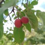 Malus hupehensis ഫലം