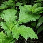 Heracleum mantegazzianum Levél