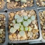 Fenestraria rhopalophylla Foglia