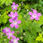 Geranium sylvaticum花