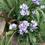 Babiana angustifolia Blüte