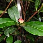 Excoecaria thouarsiana Fruto