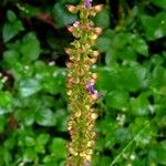 Ocimum tenuiflorum 花