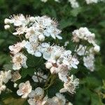 Crataegus laevigata花