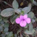 Barleria obtusa Fulla