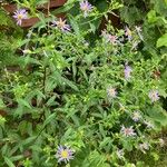 Symphyotrichum puniceum Flower