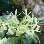 Epidendrum difforme Blomst