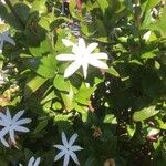 Jasminum multipartitum Flower