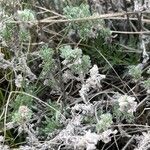 Artemisia frigida Blatt