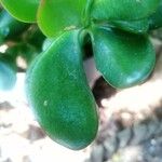 Crassula ovata 葉