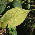 Helianthus occidentalis Leaf