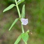 Scutellaria minor 花