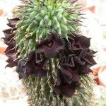 Hoodia pilifera Flower