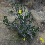 Pachypodium rosulatum Elinympäristö